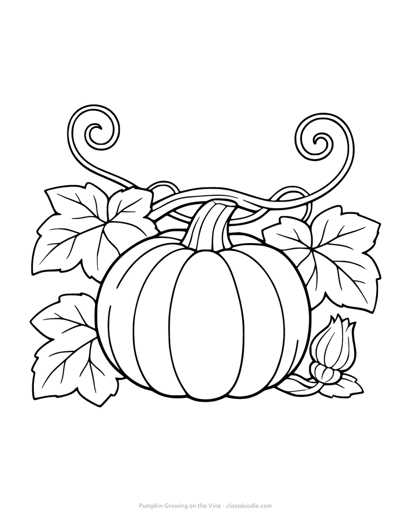 Pumpkin coloring page showing a pumpkin on the vine with leaves and tendrils